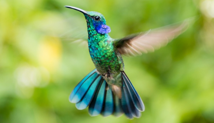 Colibrì