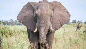 Elefante