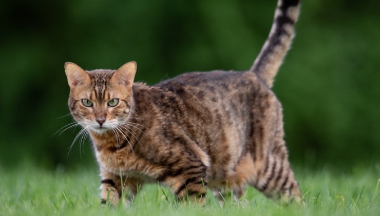 Gatto del Bengala