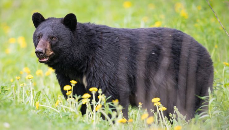 Orso nero 